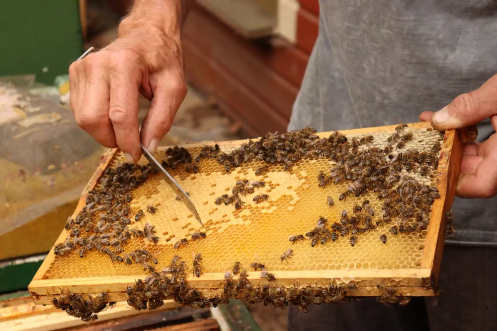 Bienenhonig Entnahme Bienenhonig Entnahme